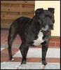 Staffordshire Bullterrier Foto: Dark Lady Brenda (ID 33747) Staffordshire Bullterrier Hund