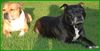 Staffordshire Bullterrier Foto: True Love Brenda+Macho (ID 33749) Staffordshire Bullterrier Hund
