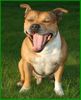 Staffordshire Bullterrier Foto: Müder Macho (ID 33748) Staffordshire Bullterrier Hund