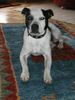 Staffordshire Bullterrier Foto: Einfach stark, unser Wotan's Danny Girl !!! (ID 19852) Staffordshire Bullterrier Hund