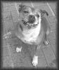 Staffordshire Bullterrier Foto: Macho Die Wasseratte (ID 14409) Staffordshire Bullterrier Hund