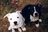 Staffordshire Bullterrier Foto: Nike & Eddie (ID 6854) Staffordshire Bullterrier Hund