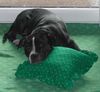 Staffordshire Bullterrier Foto: Eddie liebt es bequem (ID 6858) Staffordshire Bullterrier Hund