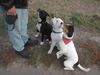 Staffordshire Bullterrier Foto: NIke & Eddie mit ihrem Freund Milo (ID 6855) Staffordshire Bullterrier Hund