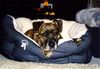 Staffordshire Bullterrier Foto: Lissy im neuen Körbchen (ID 9071) Staffordshire Bullterrier Hund