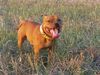 Staffordshire Bullterrier Foto: Gio (ID 5805) Staffordshire Bullterrier Hund