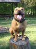 Staffordshire Bullterrier Foto: Gio (ID 38072) Staffordshire Bullterrier Hund
