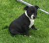 Staffordshire Bullterrier Foto: Full Impact\'s Cheyenne (ID 965) Staffordshire Bullterrier Hund