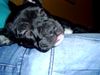 Staffordshire Bullterrier Foto: siesta baby (ID 20067) Staffordshire Bullterrier Hund