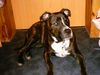 Staffordshire Bullterrier Foto: Der trottelige Ceus (ID 10068) Staffordshire Bullterrier Hund