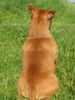 Staffordshire Bullterrier Hund