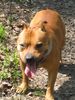 Staffordshire Bullterrier Foto: Gio (ID 23777) Staffordshire Bullterrier Hund