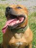 Staffordshire Bullterrier Hund