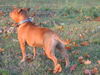 Staffordshire Bullterrier Hund