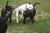 Staffordshire Bullterrier Foto: Spiel mit mir (ID 23691) Staffordshire Bullterrier Hund