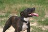 Staffordshire Bullterrier Foto: ich bin so schön (ID 23687) Staffordshire Bullterrier Hund