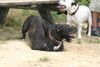 Staffordshire Bullterrier Foto: Komm schon, hilf mit (ID 23690) Staffordshire Bullterrier Hund