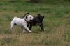 Staffordshire Bullterrier Foto: lss mein Halsband los (ID 23689) Staffordshire Bullterrier Hund