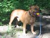Staffordshire Bullterrier Foto: Gio (ID 23395) Staffordshire Bullterrier Hund