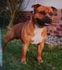 Staffordshire Bullterrier Foto: Wallace the Bruce of Rikamia (ID 966) Staffordshire Bullterrier Hund