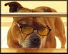 Staffordshire Bullterrier Foto: Macho des Tages (ID 19638) Staffordshire Bullterrier Hund