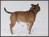 Staffordshire Bullterrier Foto: Macho (ID 19084) Staffordshire Bullterrier Hund