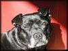 Staffordshire Bullterrier Foto: Brenda geniest die ersten Sonnenstrahlen (ID 19639) Staffordshire Bullterrier Hund