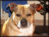 Staffordshire Bullterrier Foto: Macho des Tages (ID 19637) Staffordshire Bullterrier Hund