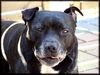 Staffordshire Bullterrier Foto: Happy Staffbull Brenda (ID 20016) Staffordshire Bullterrier Hund