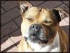 Staffordshire Bullterrier Foto: Happy Sonnday (ID 20017) Staffordshire Bullterrier Hund