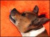 Staffordshire Bullterrier Foto: Macho (ID 20136) Staffordshire Bullterrier Hund