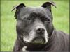 Staffordshire Bullterrier Foto: Staffbull Lady Brenda (ID 20515) Staffordshire Bullterrier Hund