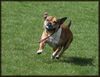 Staffordshire Bullterrier Foto: Macho mit Ball (ID 20963) Staffordshire Bullterrier Hund