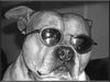 Staffordshire Bullterrier Foto: Rocker-Macho (ID 21337) Staffordshire Bullterrier Hund