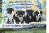 Staffordshire Bullterrier Foto: Unsere Welpen 7 Wochen alt (ID 22394) Staffordshire Bullterrier Hund