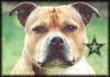 Staffordshire Bullterrier Foto: Staffordshire-Bullterrier Macho (ID 9155) Staffordshire Bullterrier Hund