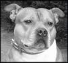 Staffordshire Bullterrier Foto: Staffbull Macho (ID 17732) Staffordshire Bullterrier Hund