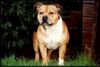 Staffordshire Bullterrier Foto: Ich bin der Macho (ID 9283) Staffordshire Bullterrier Hund