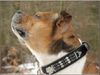 Staffordshire Bullterrier Foto: Da ist was in der Luft !!! (ID 19083) Staffordshire Bullterrier Hund