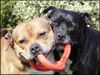 Staffordshire Bullterrier Foto: Staffbull-Love (ID 20514) Staffordshire Bullterrier Hund