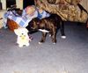 Staffordshire Bullterrier Foto: Hallo Hallo, wer bist denn du (ID 9073) Staffordshire Bullterrier Hund