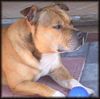 Staffordshire Bullterrier Foto: ``Macho`` (ID 13800) Staffordshire Bullterrier Hund