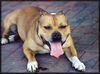 Staffordshire Bullterrier Foto (ID 13798) Staffordshire Bullterrier Hund
