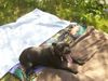 Staffordshire Bullterrier Foto: Dariah im Urlaub (ID 35618) Staffordshire Bullterrier Hund
