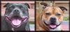 Staffordshire Bullterrier Foto: ''Meine Lieblinge'' (ID 13021) Staffordshire Bullterrier Hund