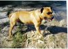 Staffordshire Bullterrier Foto: nino von der Grafschaf Lamberg (ID 17519) Staffordshire Bullterrier Hund