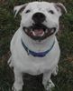 Staffordshire Bullterrier Foto: Gentle Nature Adonis alias Nike (ID 6856) Staffordshire Bullterrier Hund