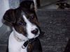 Staffordshire Bullterrier Foto: Hat mein Welpe 14 Wochen Bullterriereinschlag. Hund stammt aus dem Tierheim kommt eigentlich aus Spanien. Werde sehr oft angesprochen wegen Zeichnung und Kopfform jetzt schon 35 cm Widedrristhöhe (ID 8062) Staffordshire Bullterrier Hund