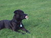 Staffordshire Bullterrier Hund