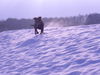 Staffordshire Bullterrier Foto: Jeanny aus NDS (ID 31397) Staffordshire Bullterrier Hund